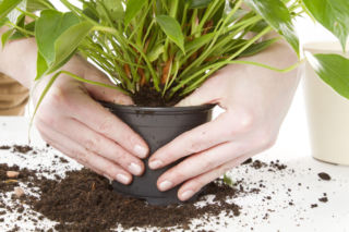 Przesadzanie anturium: kiedy i jak prawidłowo to zrobić?