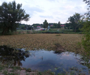 Rozpoczęli oczyszczanie Pasternika. Wątpliwości ornitologów i wędkarzy
