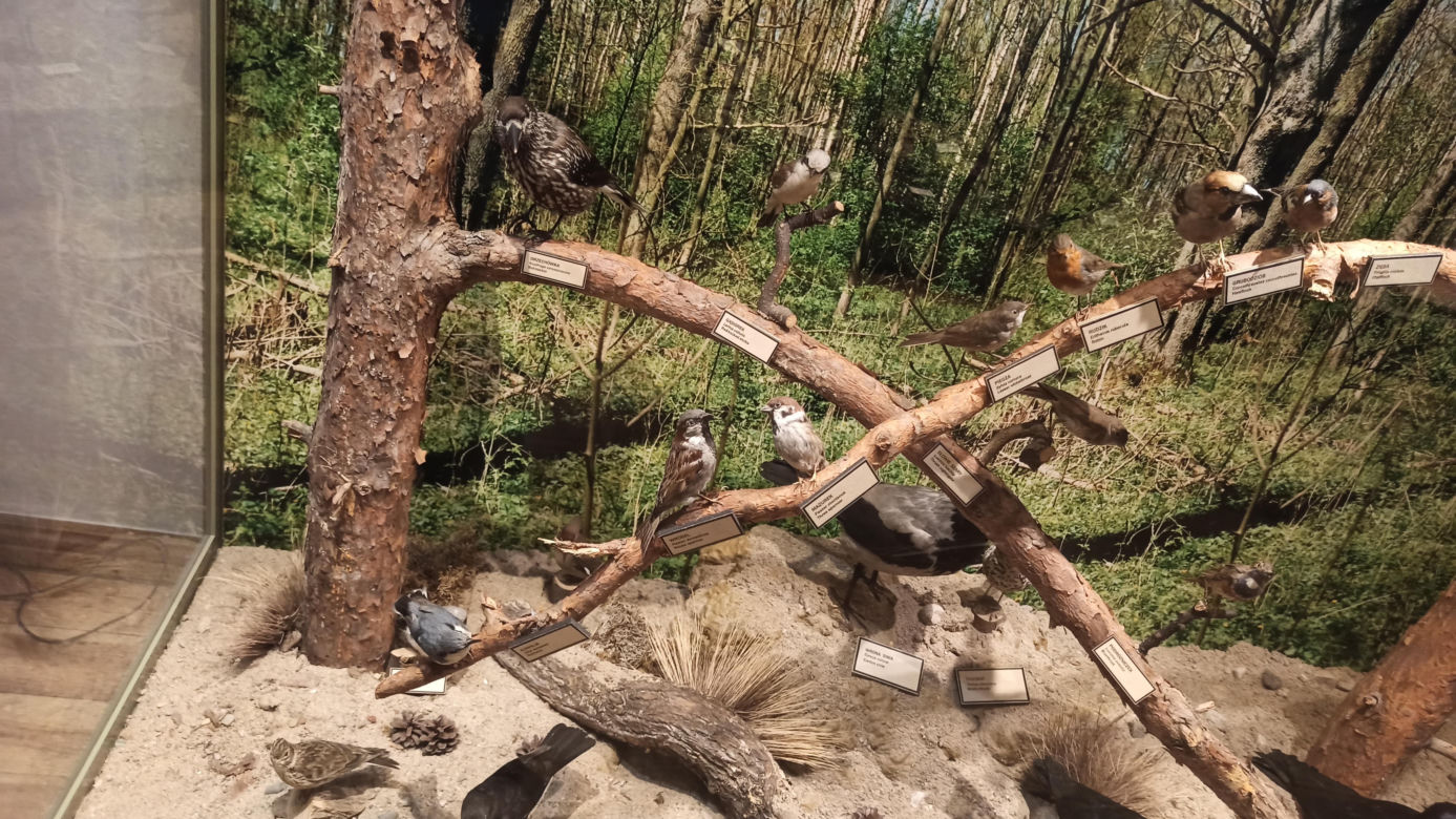 Muzeum Przyrody w Olsztynie. Poznajcie faunę oraz florę Warmii i Mazur