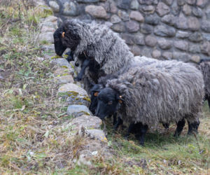 Nie lekarz, nie tabletki – owce! Niezwykła terapia spod Poznania