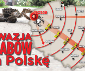 Krwiożercze kraby ze Szczecina! Zobacz kiedy będą u ciebie!