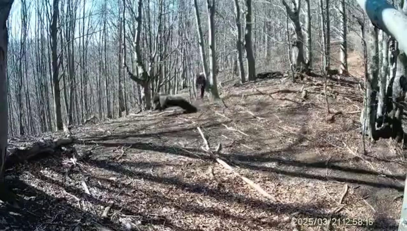 Atak niedźwiedzia na człowieka na Słowacji! Wideo mrozi krew w żyłach