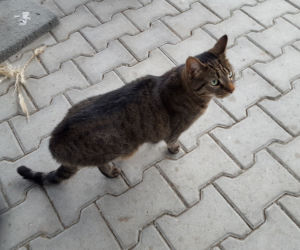 RODO da się lubić. Kot o takim imieniu czeka w schronisku na adopcję