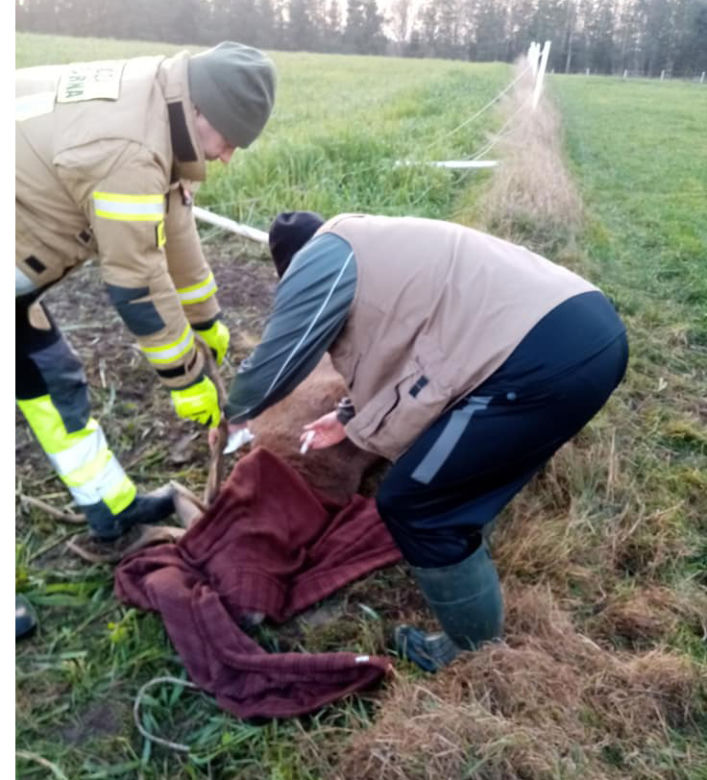 Strażacy z Gościna uratowali jelenia 