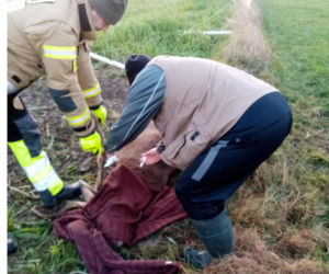 Strażacy z Gościna uratowali jelenia 