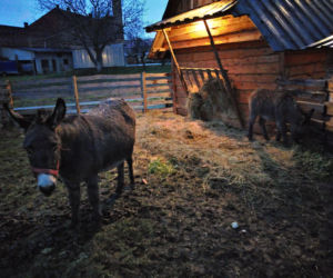 Ta szopka różni się od innych! Zobacz co przygotowali ojcowie Bernardyni