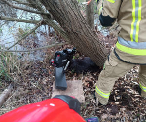 Strażacy uratowali bobra