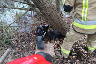 Strażacy uratowali bobra