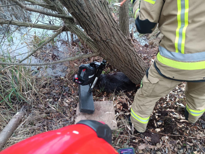 Strażacy uratowali bobra