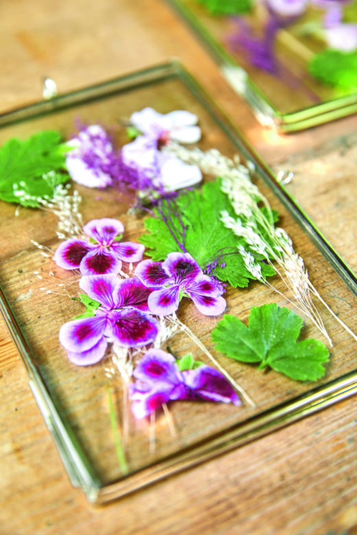 Pelargonie na 1001 sposobów – obrazek sezonowy