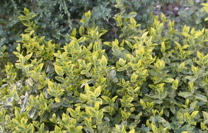 Trzmielina Fortune'a 'Canadale Gold'