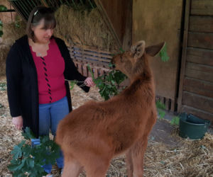 Mała samiczka łosia zgubiła mamę. Schronienie znalazła w bydgoski zoo [ZDJĘCIA, WIDEO]
