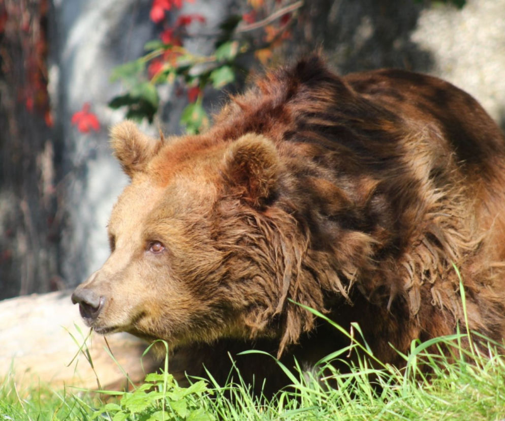 Pomóż niedźwiedziom z warszawskiego zoo! Wspólnie stwórzmy dla nich nowy, godny wybieg!