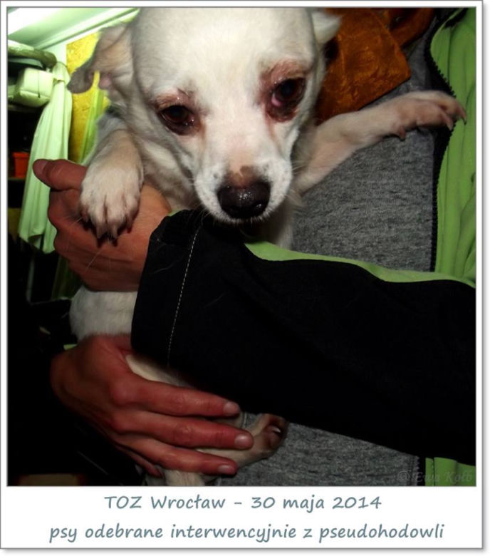 Interwencja inspektorów TOZ w Jabłowie