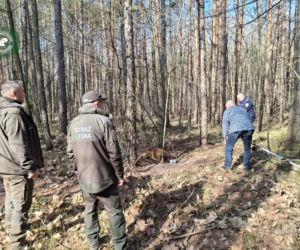 Pies zaplątany w łańcuch znaleziony w lesie. Był skrajnie wycieńczony