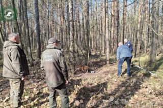 Pies zaplątany w łańcuch znaleziony w lesie. Był skrajnie wycieńczony