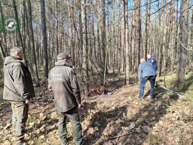 Pies zaplątany w łańcuch znaleziony w lesie. Był skrajnie wycieńczony
