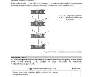Matura 2020 ARKUSZE CKE z biologii POZIOM ROZSZERZONY 