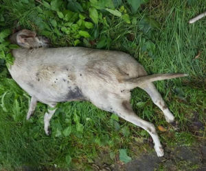 HORROR w Rogowie! Brutalny mord na psie. Miał skręcony kark