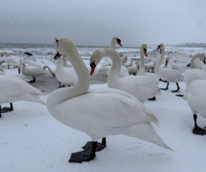 Bałtyk zimową porą, uchwycony w kadrach