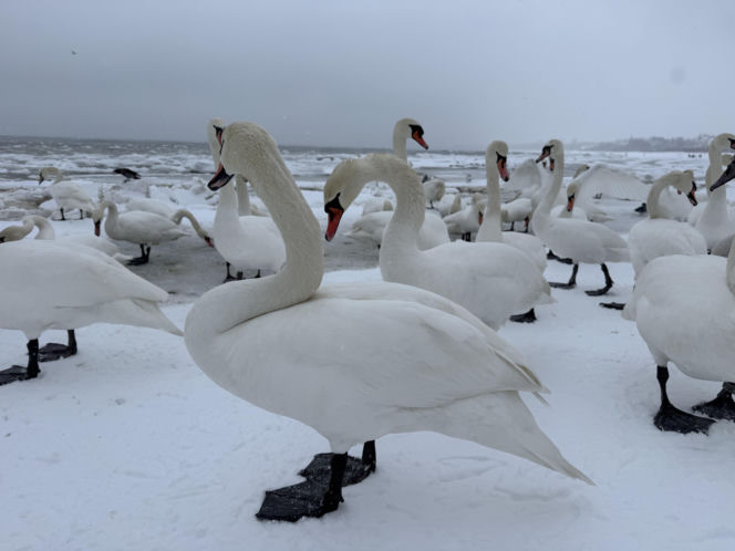 Bałtyk zimową porą, uchwycony w kadrach