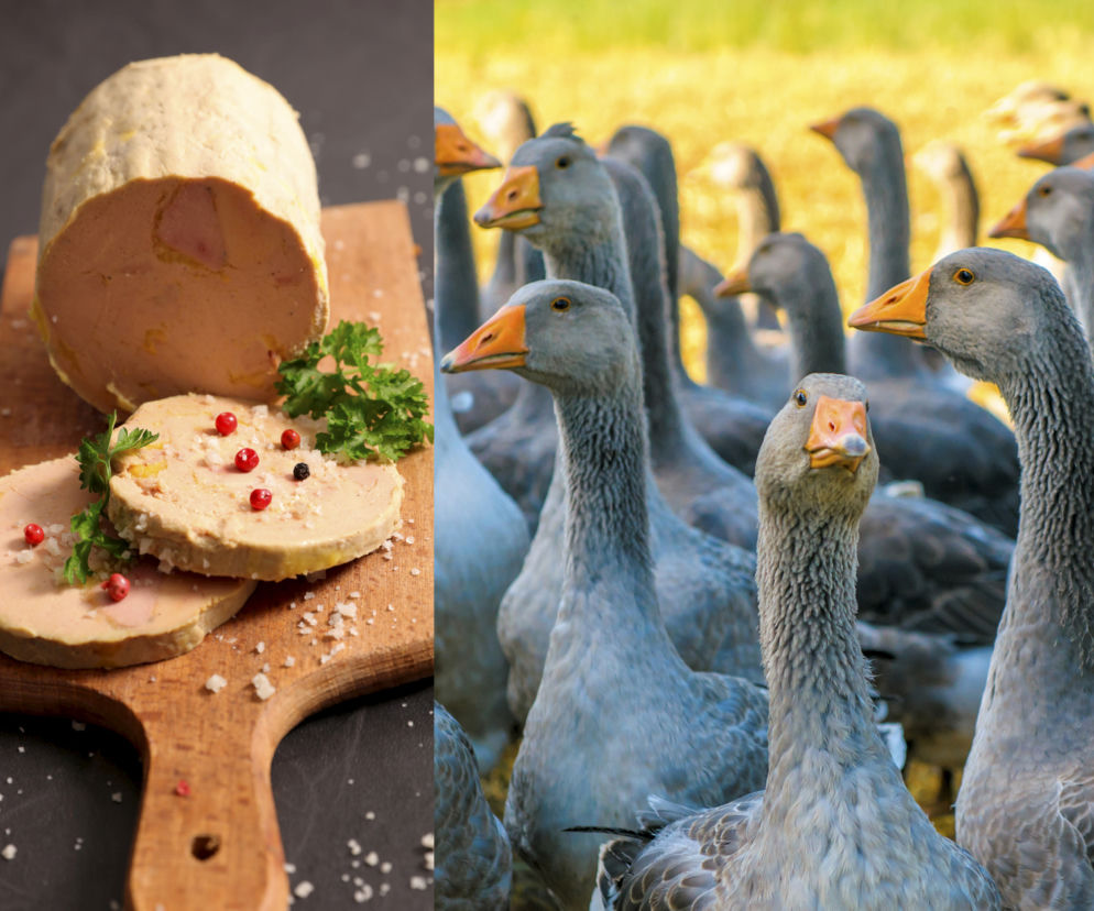 Foie gras