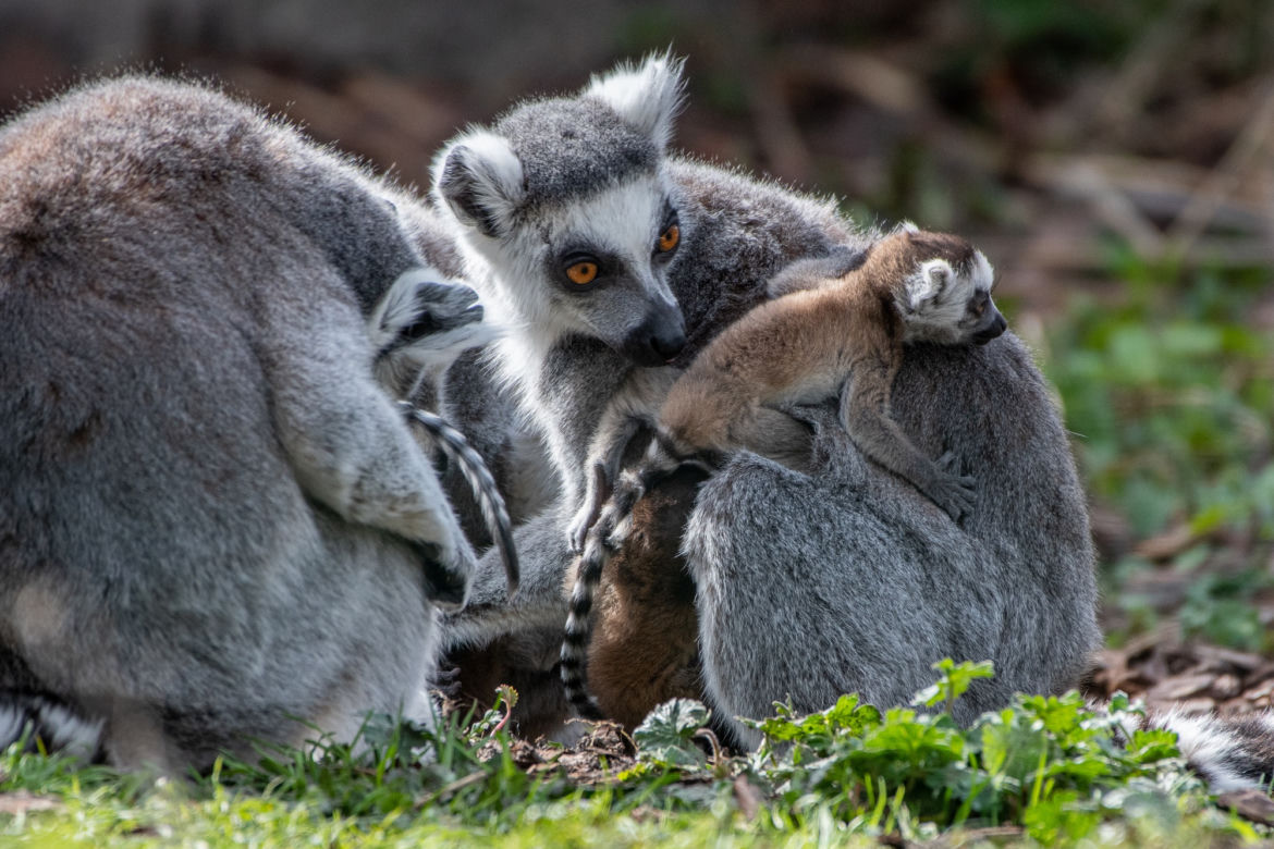 Baby boom we wrocławskim zoo