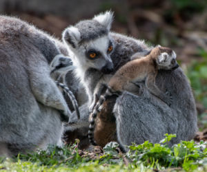 Baby boom we wrocławskim zoo