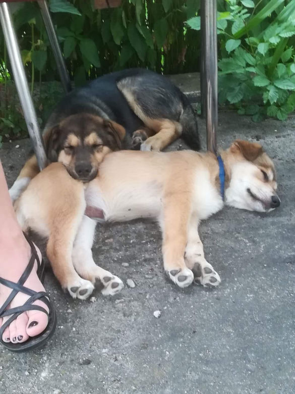 Międzynarodowy Dzień Psa