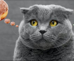 MEMY na Tłusty Czwartek 2026