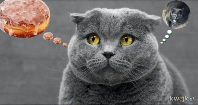 MEMY na Tłusty Czwartek 2026