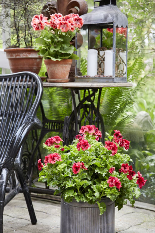Pelargonia w ogrodzie zimowym