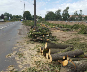 Były starsze od niejednego mieszkańca Leszna.  Z ul. Szybowników znikają dorodne lipy