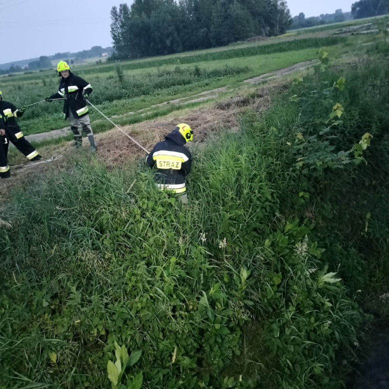 Strażacy wyciągnęli kota z rzeki