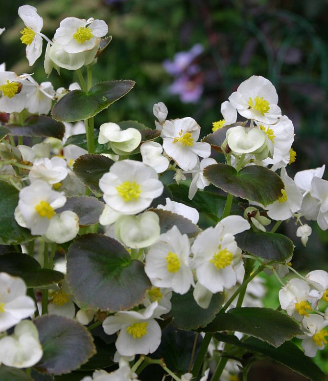 Begonia stale kwitnąca