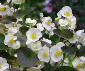 Begonia semperflorens