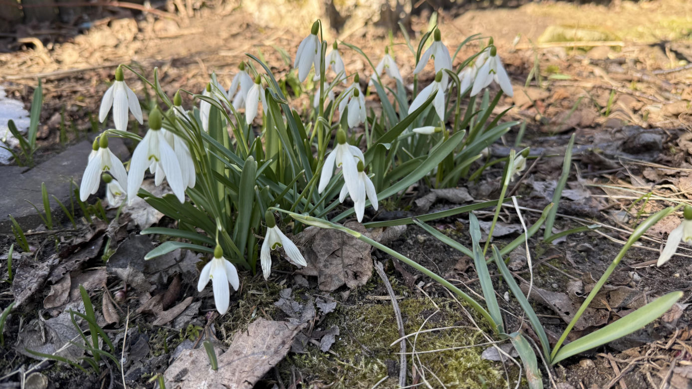 Przebiśniegi