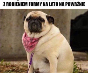  Polacy na wakacjach dają czadu! Zobacz NAJLEPSZE MEMY: Janusz i Grażyna w formie