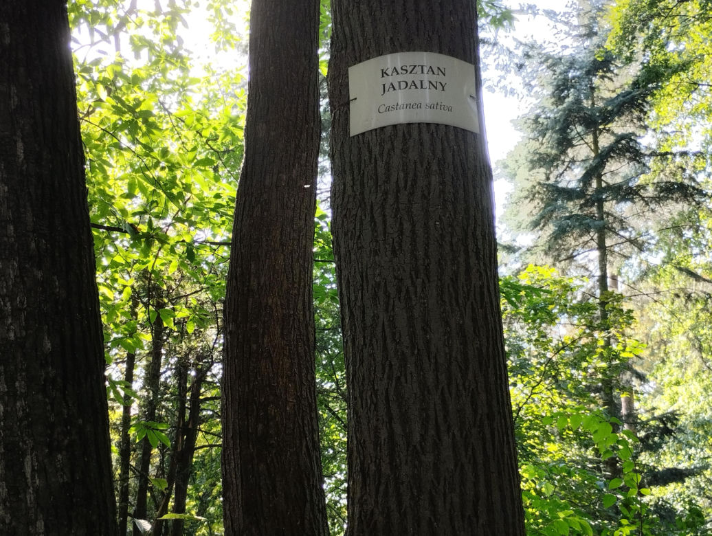 Pomniki przyrody w Parku Strzeleckim w Tarnowie