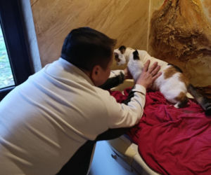 Watahy zdziczałych psów atakują wieś! Rozrywają koty, rzuciły się na dziecko!