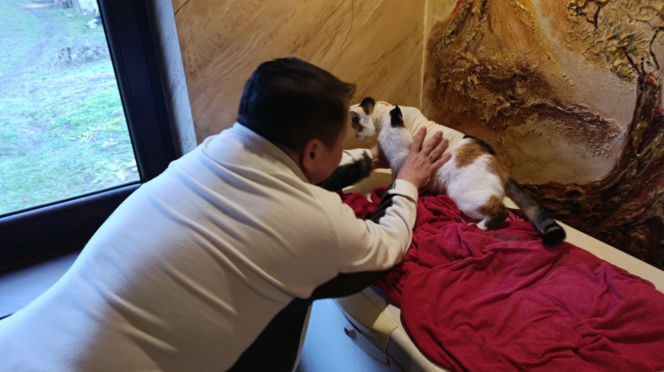 Watahy zdziczałych psów atakują wieś! "Rozrywają koty, rzuciły się na dziecko!