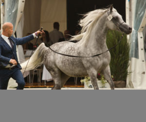 Pride of Poland 2016 w Janowie Podlaskim. 