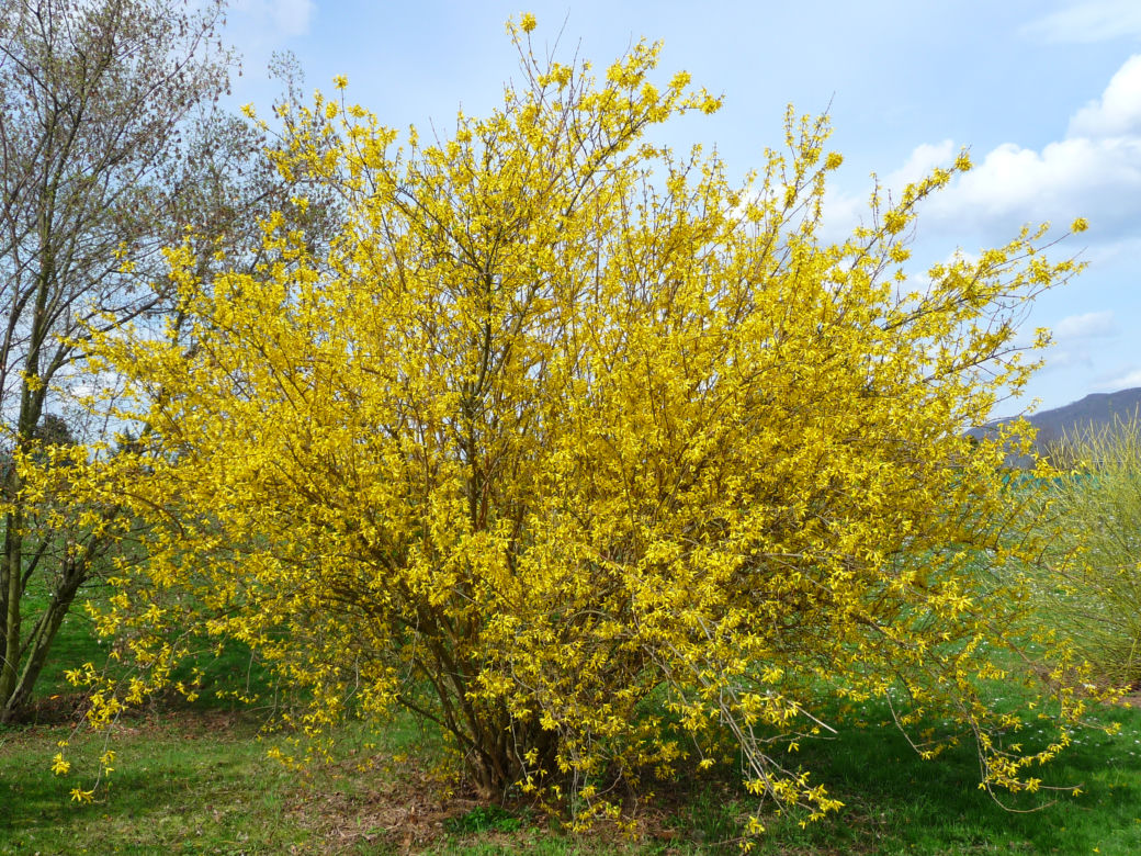 Krzewy
