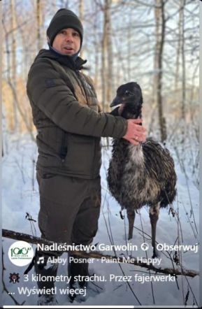 Emu spacerowało po lesie pod Garwolinem! Nagranie hitem sieci