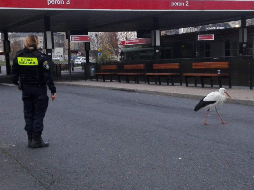 Poznań: Chodził bez maseczki między autobusami! Zareagowała Straż Miejska