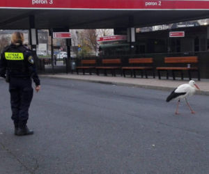 Poznań: Chodził bez maseczki między autobusami! Zareagowała Straż Miejska