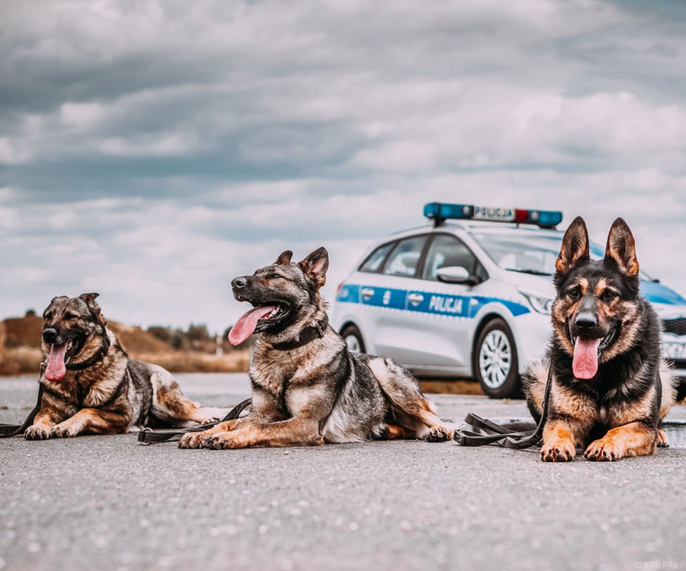 Psy na służbie w wielkopolskiej policji