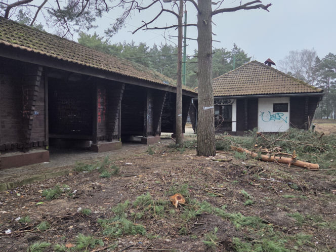 Przebudowa pętli Las Gdański ruszy w 2026 roku. Wycięto ponad 330 drzew!