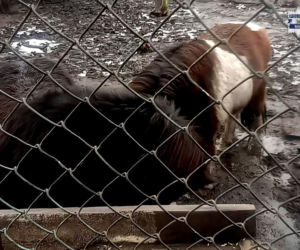 Mężczyzna z Bytomia trzymał zwierzęta w skandalicznych warunkach