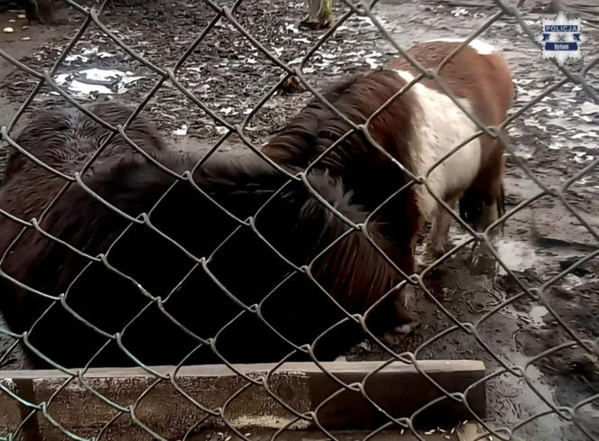 Mężczyzna z Bytomia trzymał zwierzęta w skandalicznych warunkach